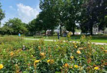 Goedemorgen Oldambt..: gewonde en 3 aanhoudingen bij steekincident in Winschoten, dijkbrand bij Beerta.
