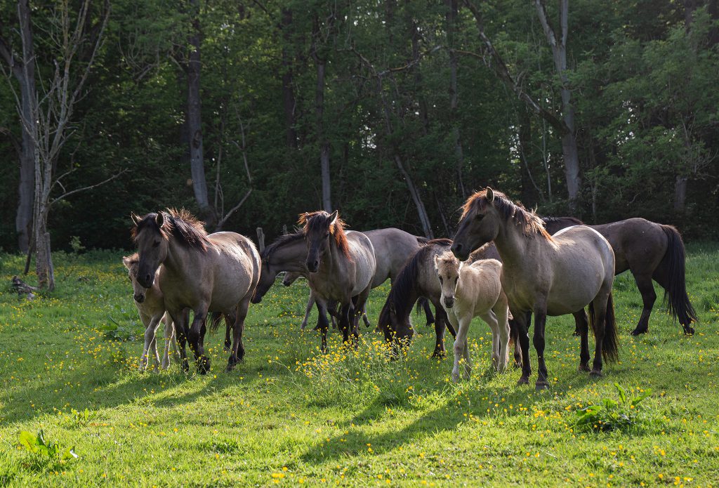 Activiteiten in het Midwolmerbos in oktober