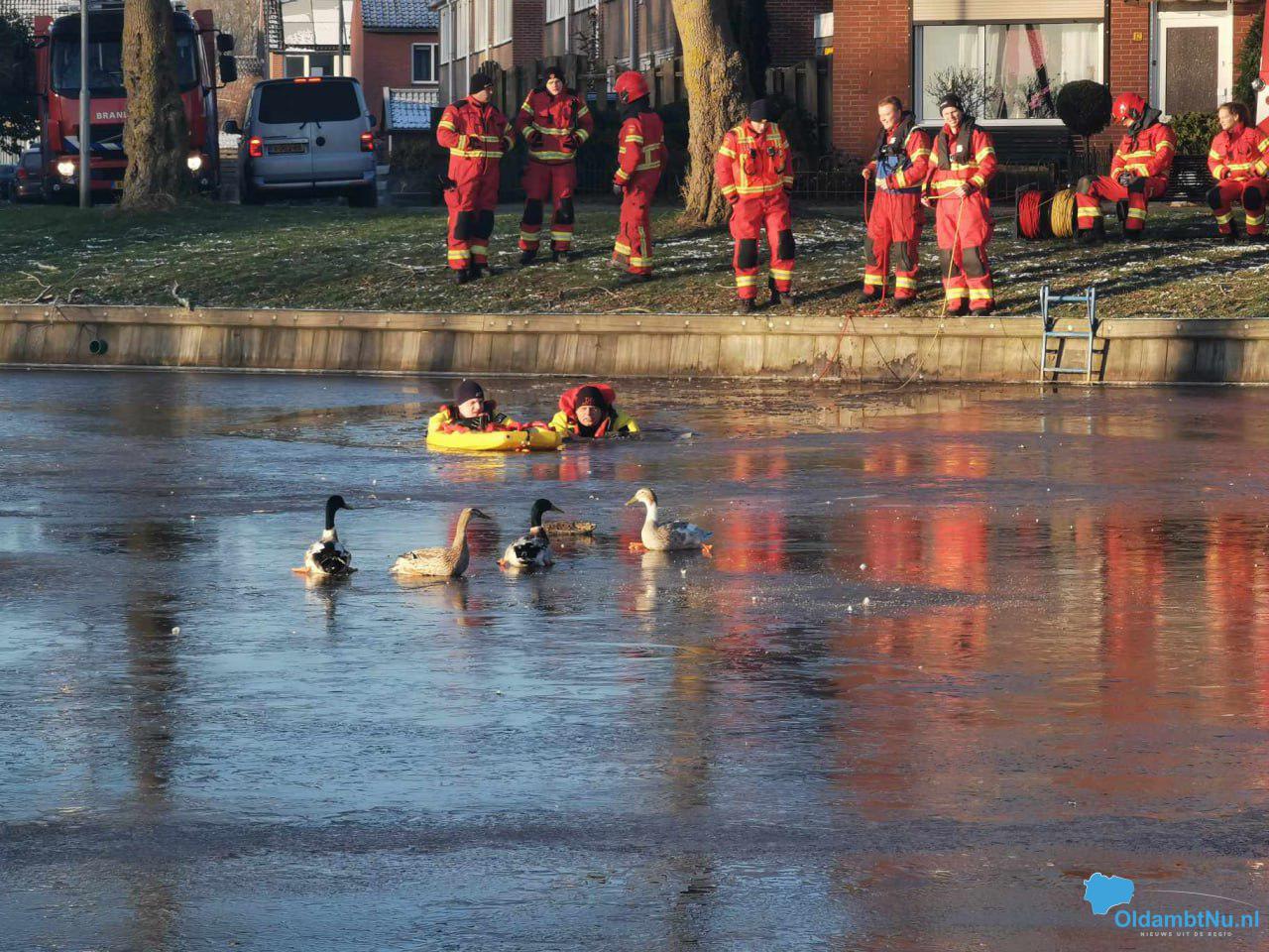Vastgevroren eendjes op het ijs bevrijdt door brandweer