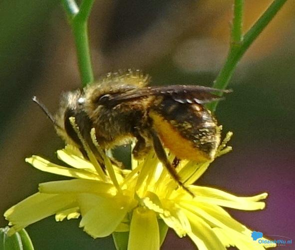 Groei en Bloei Winschoten organiseert een lezing met Jasper Helmantel over Inheemse wilde planten en