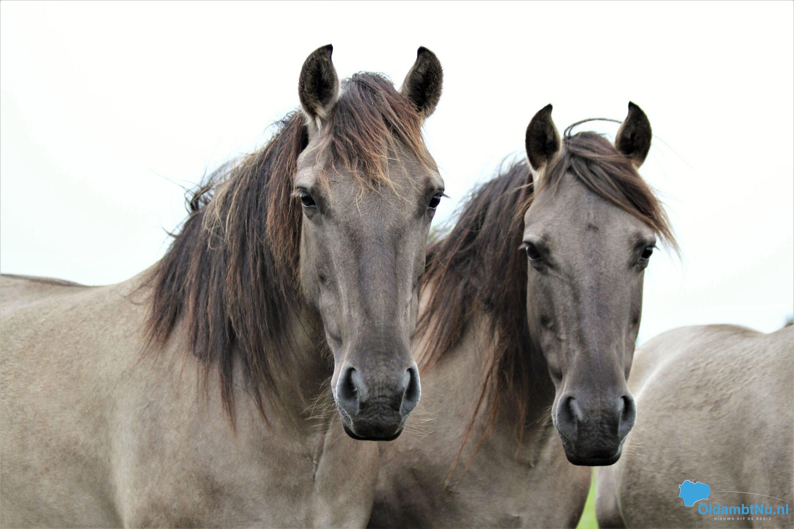 Koningspaarden op en rond om Ennemaborg