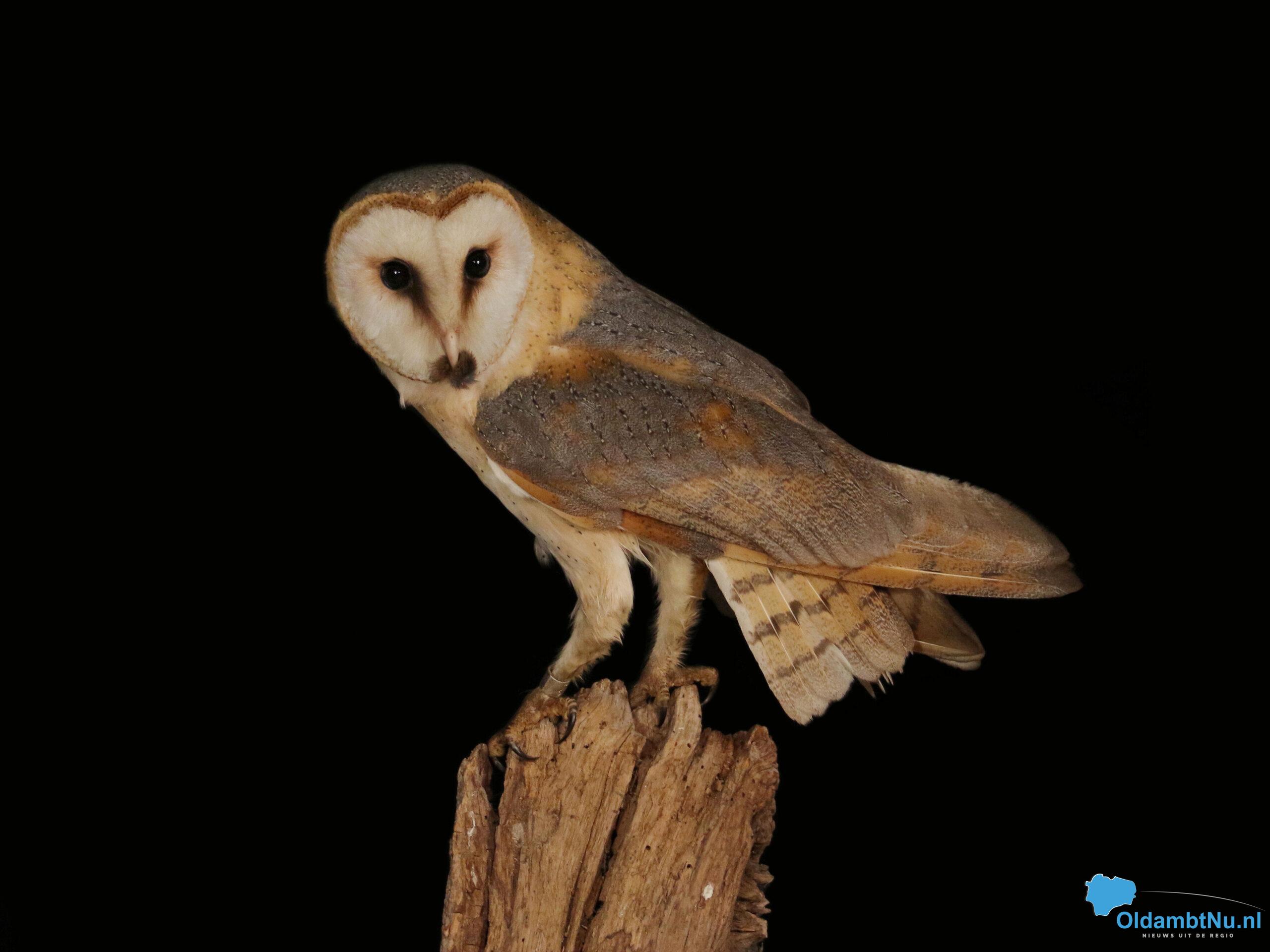 Lezing over uilen in Ennemaborg Midwolda