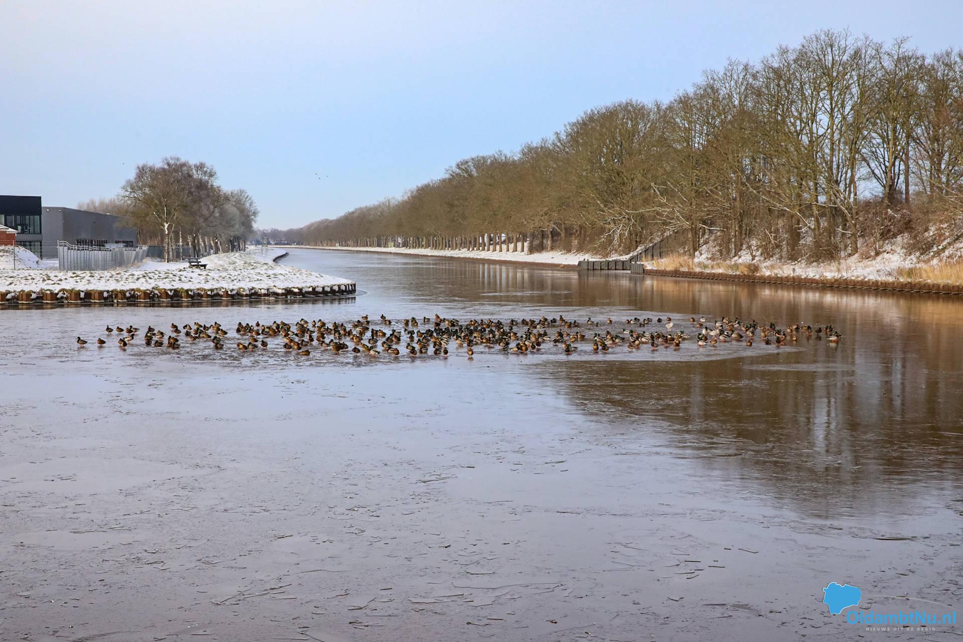 Winschoterdiep bij Scheemda dichtgevroren: eenden zoeken laatste wak