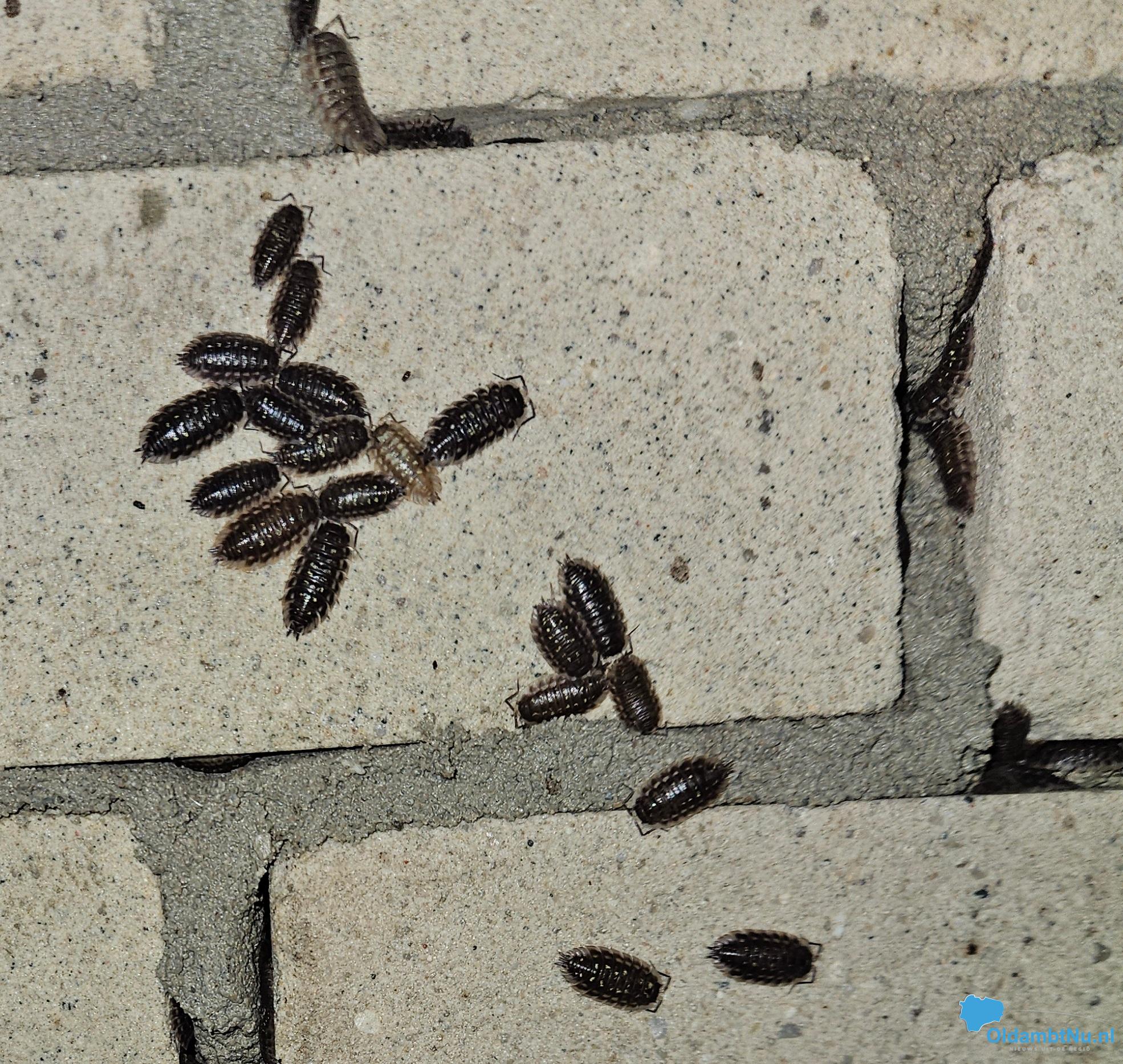 Geen vleermuizen, maar wél leven in ’s winters Stadspark