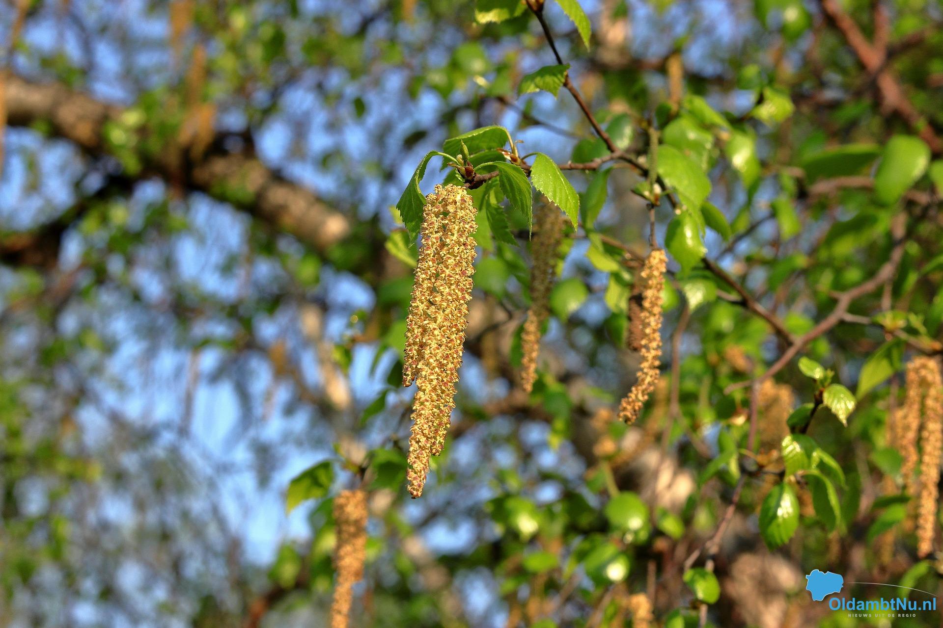 Toenemende hooikoortsklachten door de berk