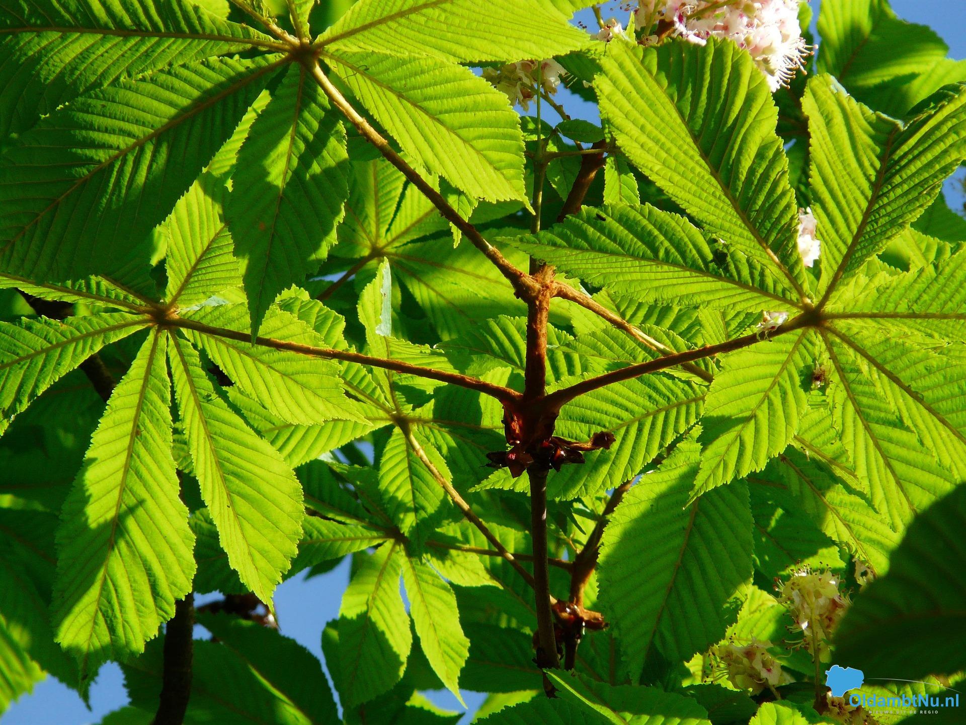 Paardenkastanjes in Oldambt gekapt vanwege ziekte