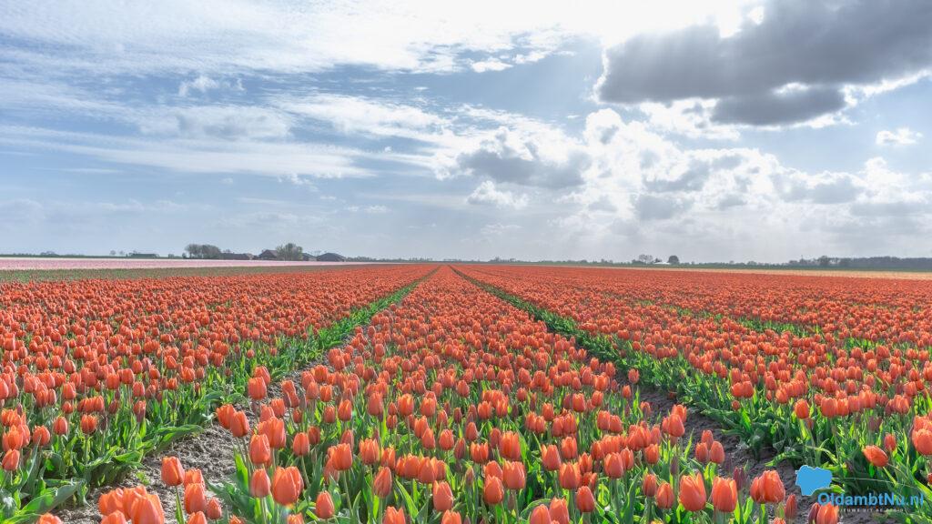 Polders kleuren prachtig, maar ‘tulpentoerisme’ zorgt ook voor overlast