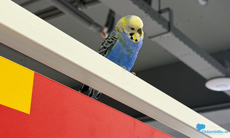 Onverwachte shopper: grasparkiet fladdert Scapino binnen