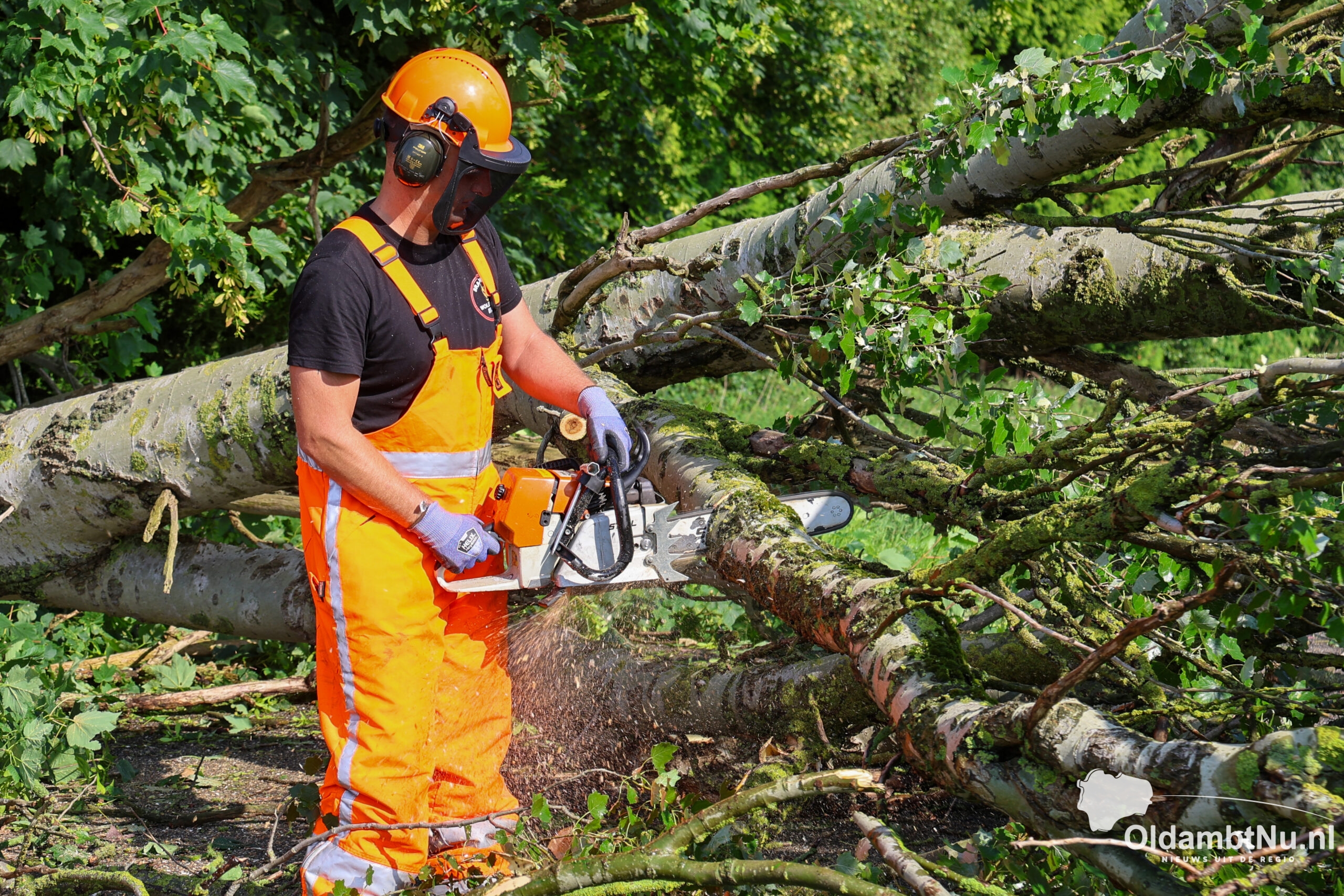 Flinke stormschade aan bomen in Oldambt