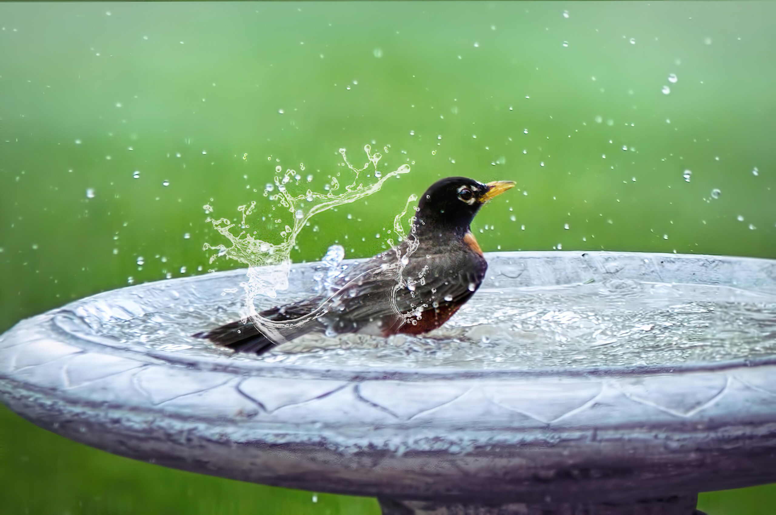 Help de regionale tuinvogels de zomer door