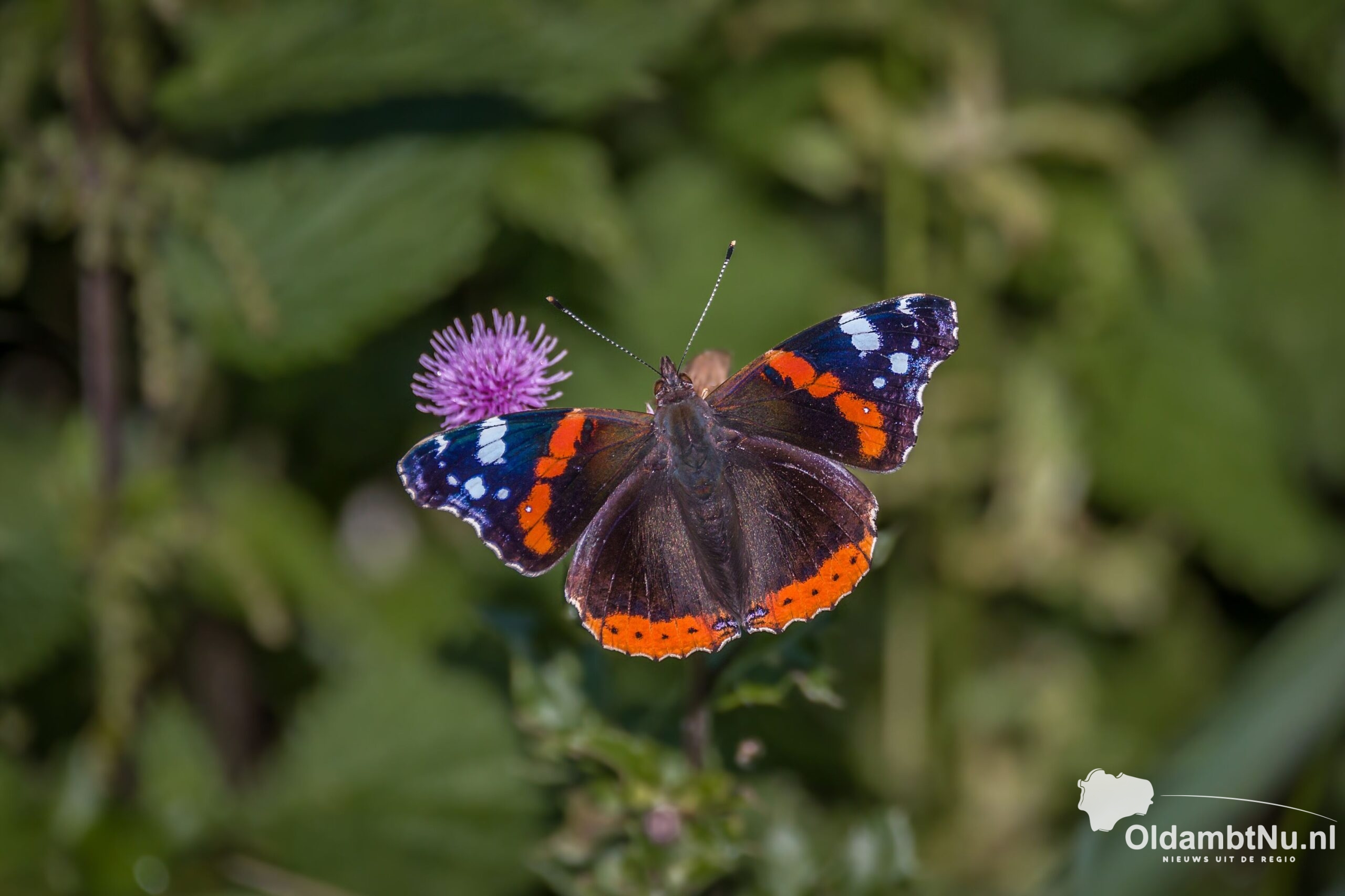 Lezing en excursie: Nachtvlinders bij Landgoed Ennemaborg